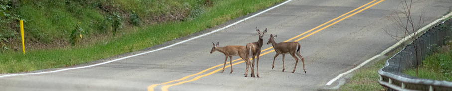 three deer in the middle of a rural road